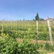 画像をギャラリービューアに読み込む, ランゲ・ネッビオーロ2022