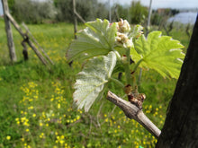 画像をギャラリービューアに読み込む, カルミニャーノ・モンテフォルティーニ2020