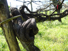 画像をギャラリービューアに読み込む, フィアーノ・ベネヴェンターノ2020