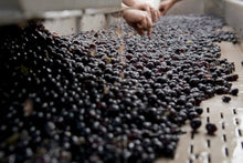 画像をギャラリービューアに読み込む, カルミニャーノ・モンテフォルティーニ2020