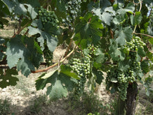 画像をギャラリービューアに読み込む, ランゲ・ビアンコ・ノンフィルター・日本限定2023