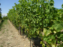 画像をギャラリービューアに読み込む, コッリオ・ピノ・ビアンコ・タリス2022