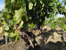 画像をギャラリービューアに読み込む, ネロ・カピターノ2022