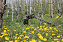 画像をギャラリービューアに読み込む, バローロ・ブルナーテ・リゼルヴァ2018