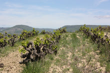 画像をギャラリービューアに読み込む, ブロンド2024