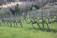 画像をギャラリービューアに読み込む, カルミニャーノ・テッレ・ア・マーノ2019