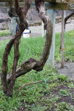 画像をギャラリービューアに読み込む, ブラン・ド・モルジェー・エクストラ・ブリュット2020