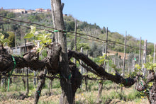 画像をギャラリービューアに読み込む, ロッソ・ディ・モンタルチーノ2022