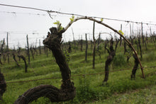 画像をギャラリービューアに読み込む, カルミニャーノ・テッレ・ア・マーノ2019