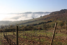 画像をギャラリービューアに読み込む, トレッビアーノ・ロマーニャ・ブロ2020