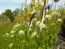 画像をギャラリービューアに読み込む, バローロ・モンプリヴァート2020