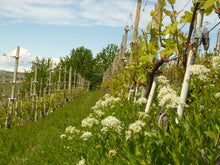 画像をギャラリービューアに読み込む, ドルチェット・ブリッコ・ミラソーレ2023