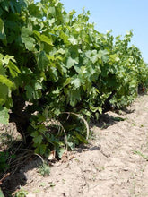 画像をギャラリービューアに読み込む, レニエ・グラン・エ・グラニット2022