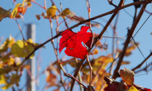 画像をギャラリービューアに読み込む, ランゲ・ビアンコ 2023