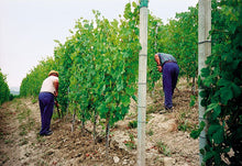 画像をギャラリービューアに読み込む, ドルチェット・ブリッコ・ミラソーレ2023