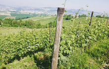 画像をギャラリービューアに読み込む, ランゲ・ロッソ・ペラヴェルガ・ジュリエッタ2022