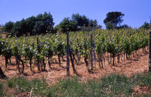 画像をギャラリービューアに読み込む, カルミニャーノ・サンタ・クリスティーナ・イン・ピッリ2020