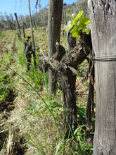 画像をギャラリービューアに読み込む, ブルネロ・ディ・モンタルチーノ2013