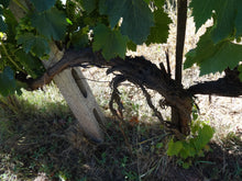 画像をギャラリービューアに読み込む, ブルネロ・ディ・モンタルチーノ2013