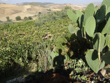 画像をギャラリービューアに読み込む, ラモレスカ・ロザート2022