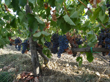 画像をギャラリービューアに読み込む, ラモレスカ・ロザート2022