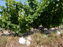 画像をギャラリービューアに読み込む, ルージュ・カメリア2016