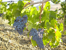 画像をギャラリービューアに読み込む, ラモレスカ・ロッソ2021