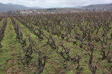 画像をギャラリービューアに読み込む, モルゴン・ヴィエイユ・ヴィーニュ2018