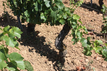 画像をギャラリービューアに読み込む, ヴァン・ムスー・キュヴェ・ア・ビュル・ペルデュ 2020