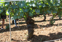 画像をギャラリービューアに読み込む, ブルゴーニュ・アリゴテ 2023