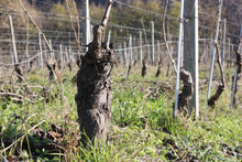 画像をギャラリービューアに読み込む, バルベーラ・コッリ・トルトネージ・モンレアーレ2015