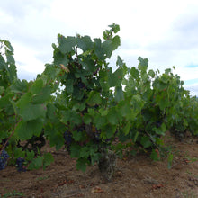 画像をギャラリービューアに読み込む, モルゴン・ヴィエイユ・ヴィーニュ2018