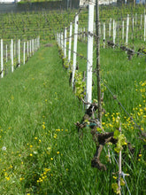 画像をギャラリービューアに読み込む, ロッソ・カルディン2016