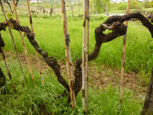 画像をギャラリービューアに読み込む, カルミニャーノ・サンタ・クリスティーナ・イン・ピッリ2020