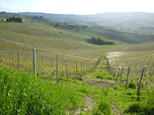 画像をギャラリービューアに読み込む, ビアンコ・ピネール(ピノ・ネロ)2022