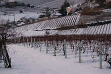 画像をギャラリービューアに読み込む, ロッソ・カルディン2016