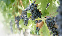 画像をギャラリービューアに読み込む, カルミニャーノ・サンタ・クリスティーナ・イン・ピッリ2020